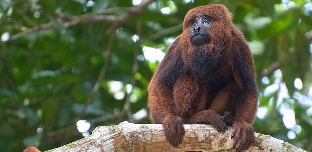 What howler monkeys can tell us about stressing out...